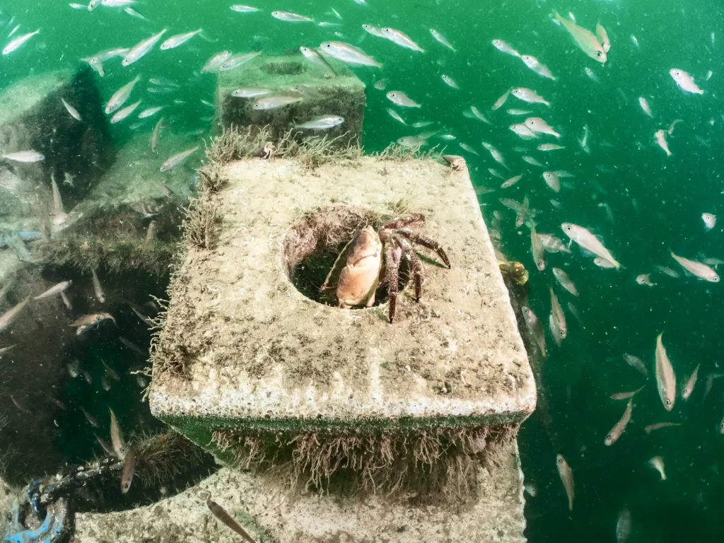 aquaculture-fisheries-arc-marine