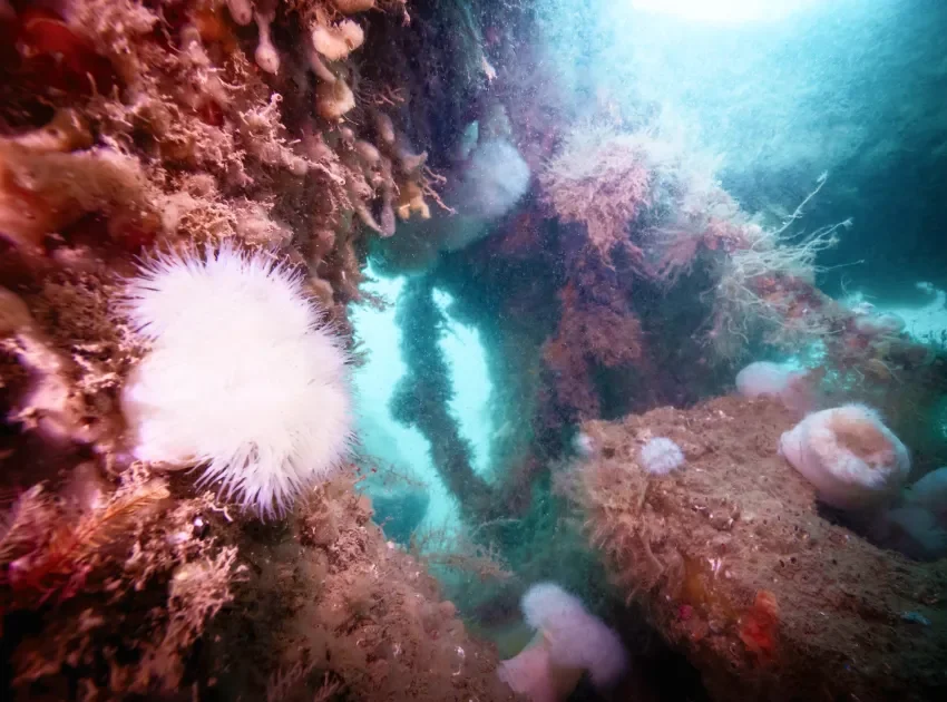 close-up-reef-life-artificial-creation