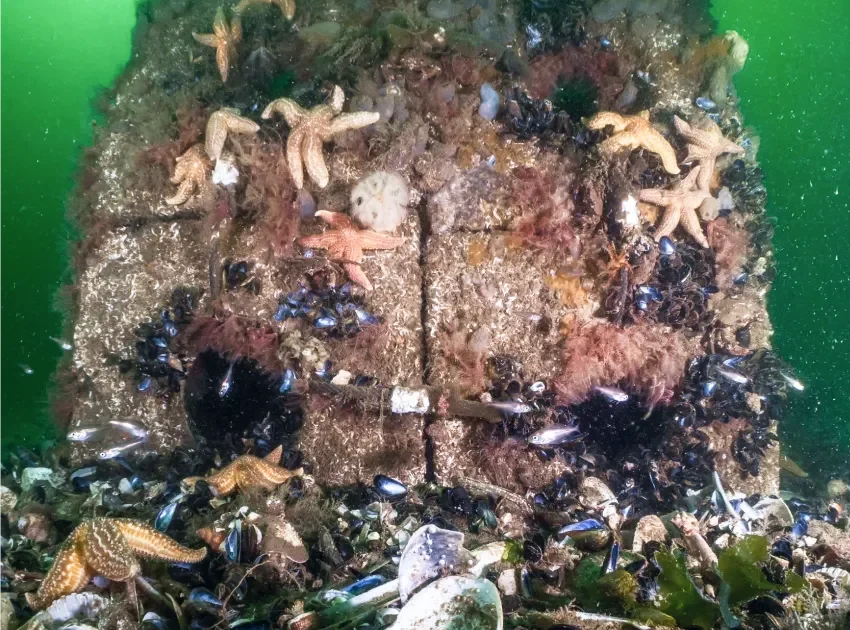 close-up-reef-life-reef-cubes-artificial-creation