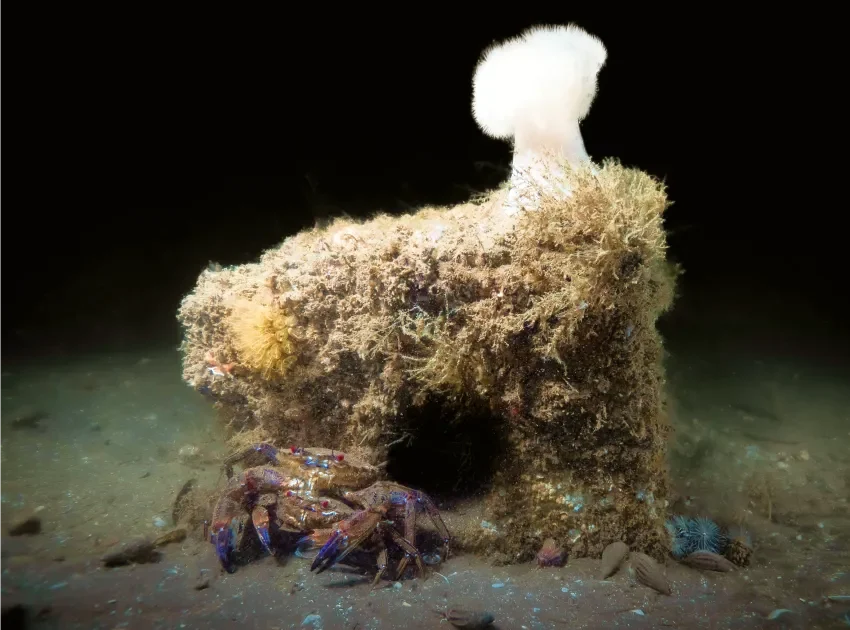 crab-anemone-reef-cubes-artificial-creation