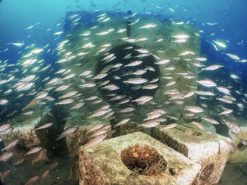 fisheries-aquaculture