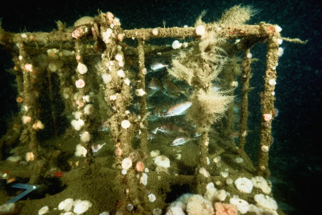 reef-cubes-inside-cube-growth-life