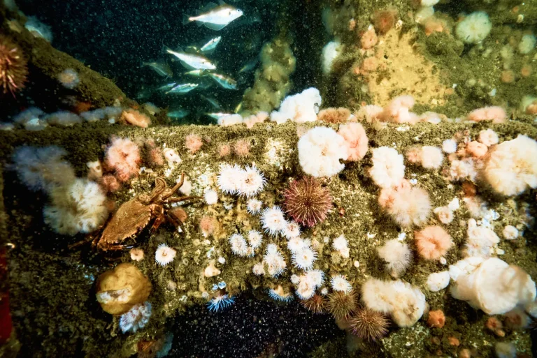 reef-cubes-nature-growth-biodiversity-fish