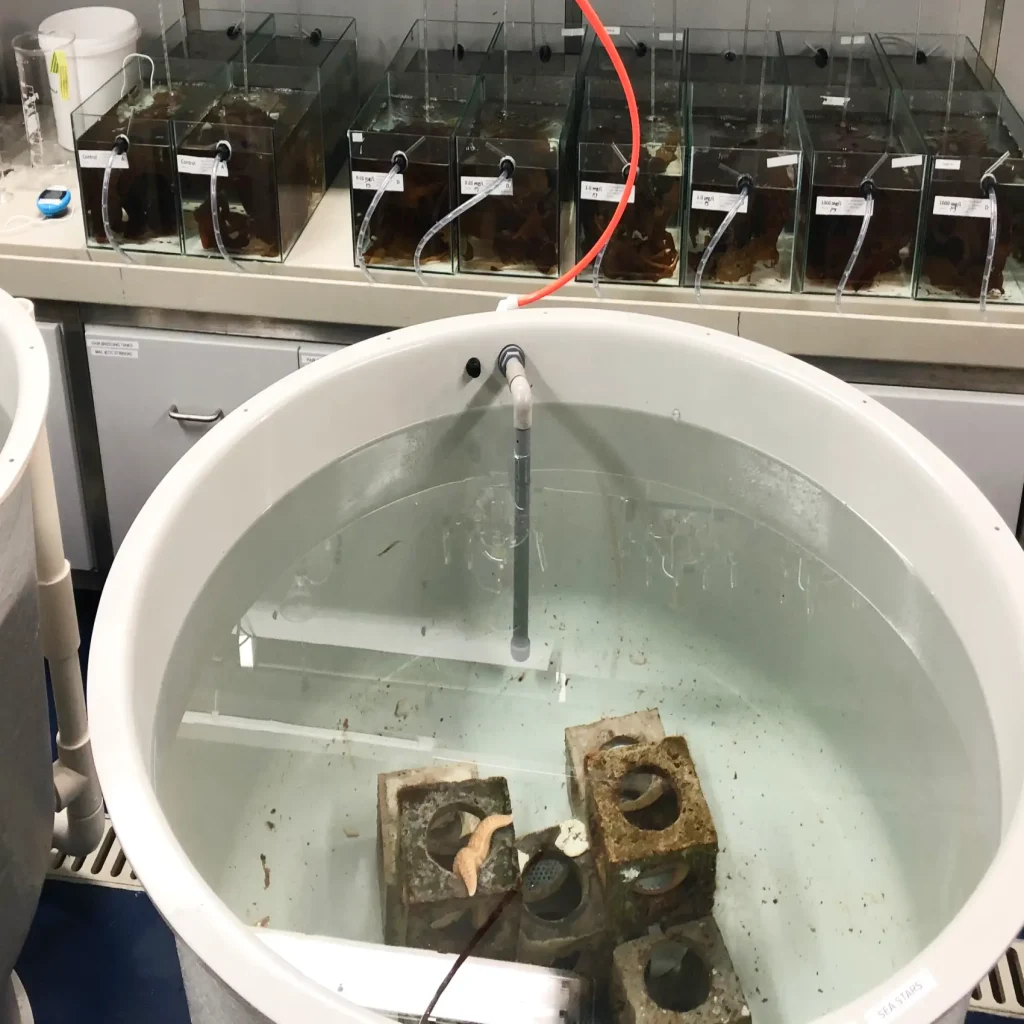 reef-cubes-testing-bucket-aquaculture