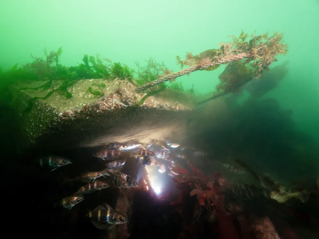 reef-mats-underwater-sealife