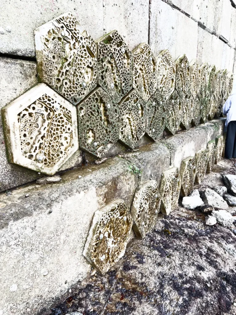 reef-wall-eco-system-wall-growth