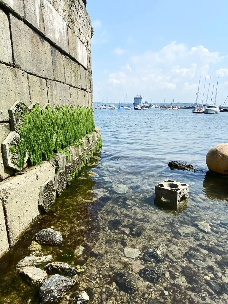 reef-wall-growth-algae-coastal-protection