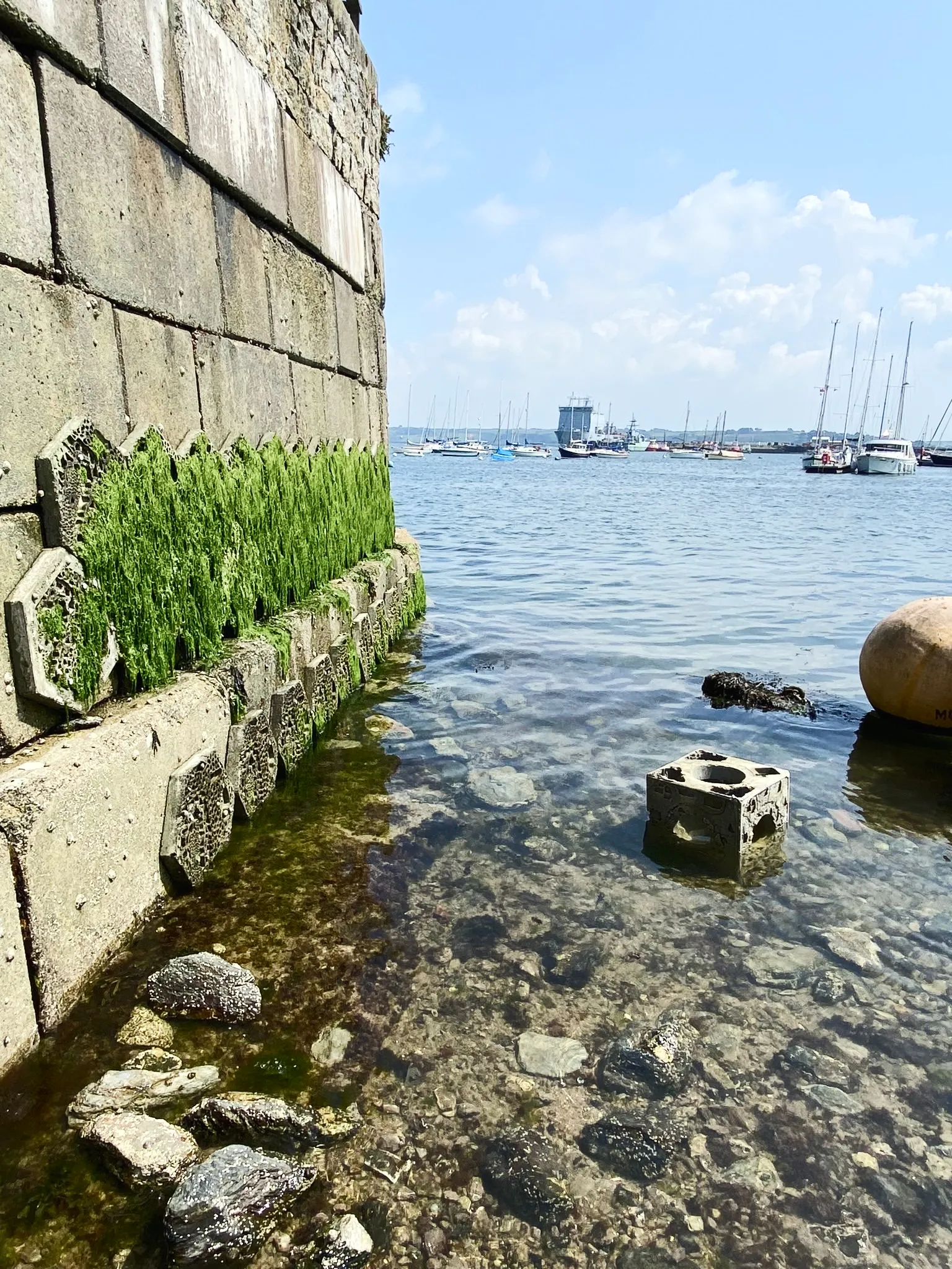reef-wall-growth-algae-coastal-protection