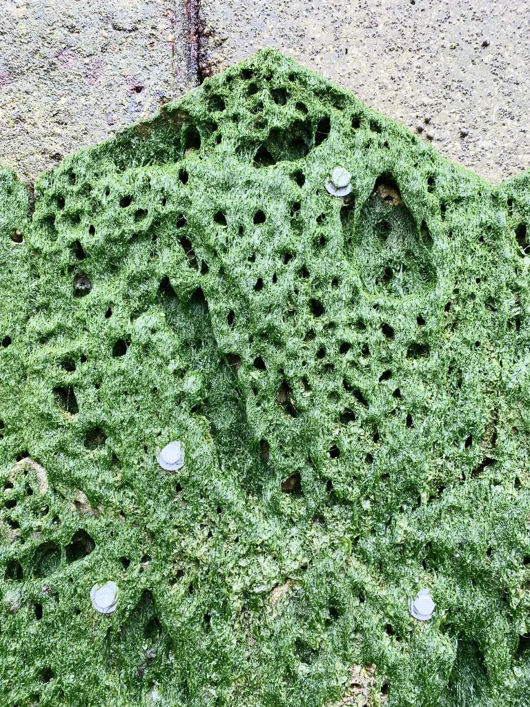 reef-wall-growth-algae-sealife-coastal-defence