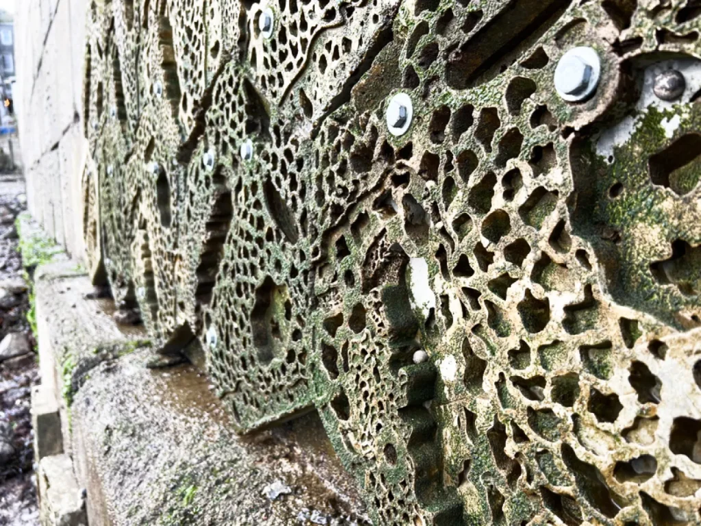 reef-wall-growth-uk-marine-conservation