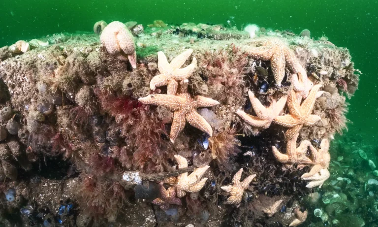 restoration-sector-arc-marine