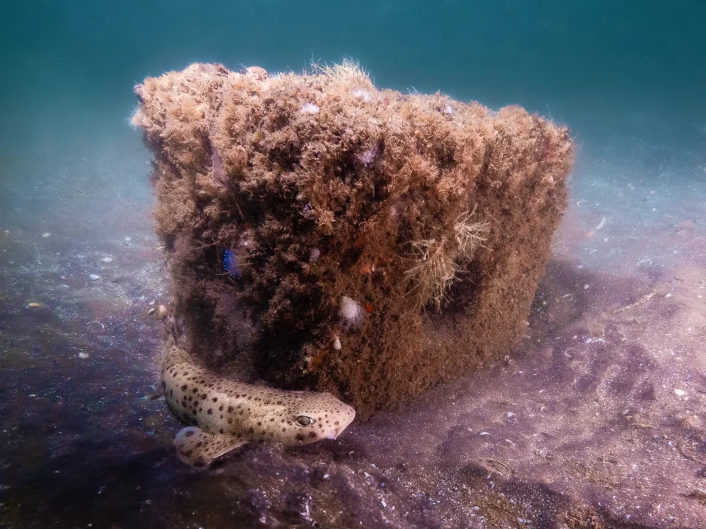 restoration-sector-arc-marine-growth