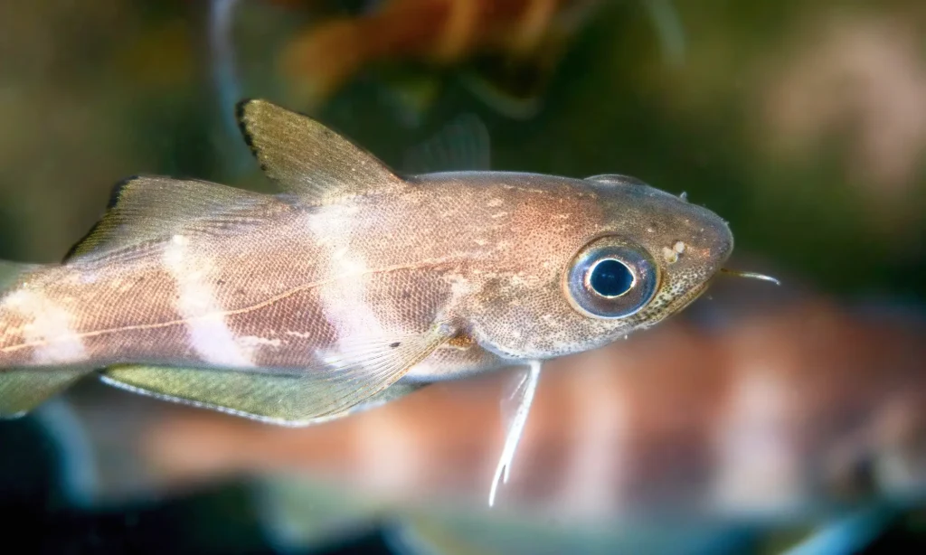 underwater-reef-mats-fish-life-close-up