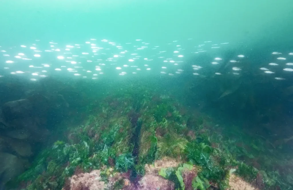 underwater-reef-mats-growth-fish-shoal