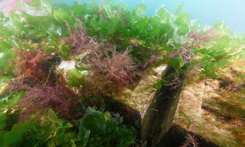 underwater-reef-mats-growth-flourish