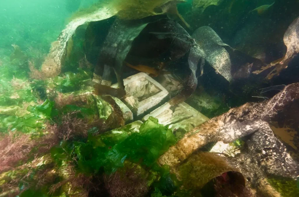 underwater-reef-mats-growth-sealife